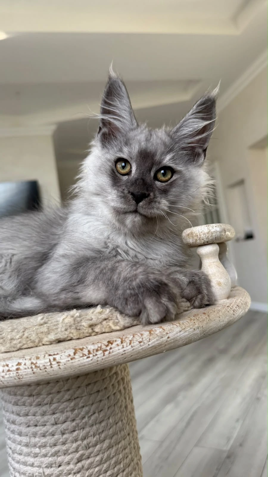 Ash, a large black smoke Maine Coon kitten with tall tufted ears
