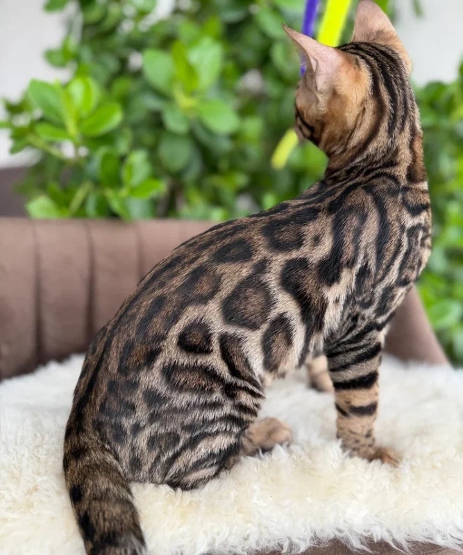 Back view of Bastian's spotted coat