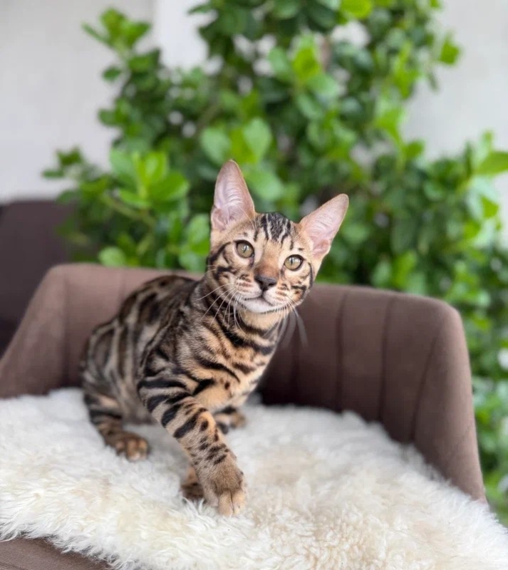 Bastian, a brown rosetted Bengal kitten