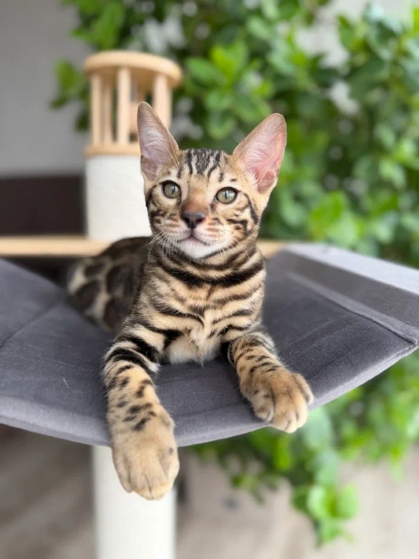 Bastian resting on a cat tree
