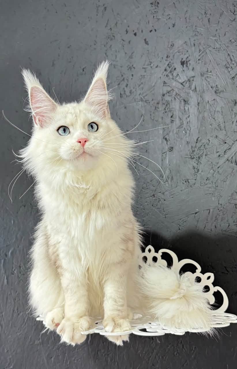 Aurelio, a Maine Coon with dominant blue eyes