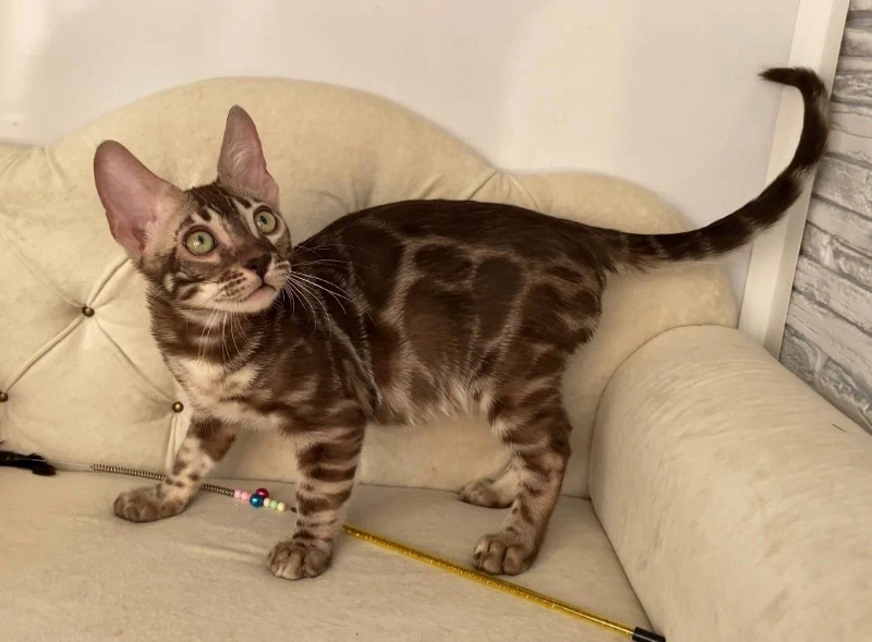 Cairo, a mink charcoal Bengal kitten