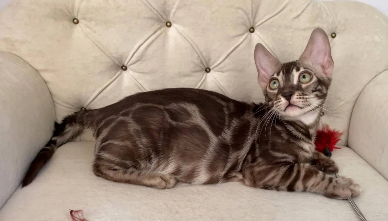 Cairo relaxing on a chair