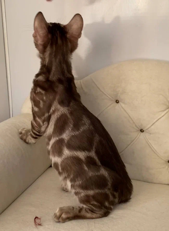 Side view of Cairo's marbled coat