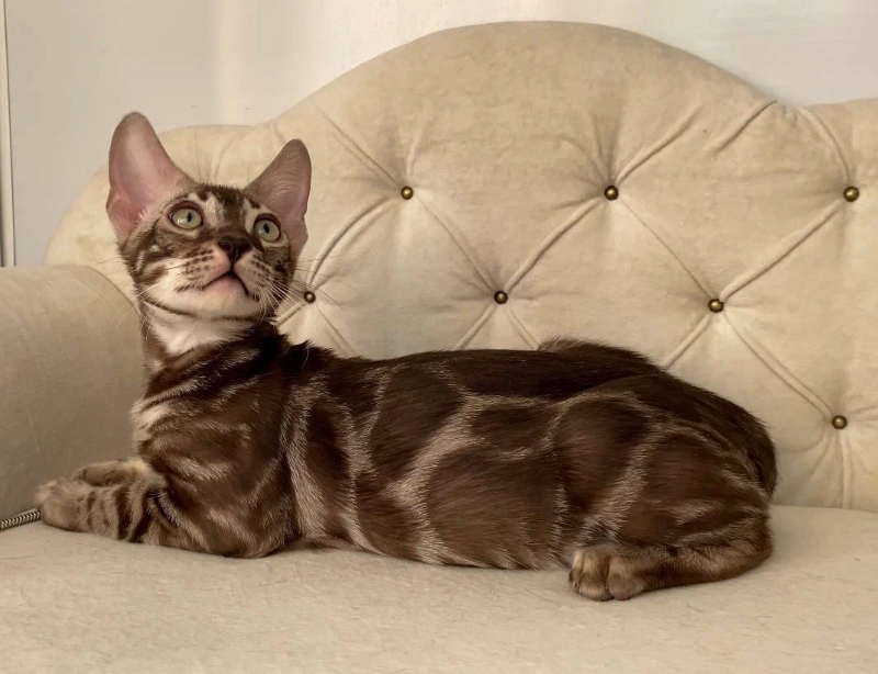 Cairo standing to show his mink charcoal pattern