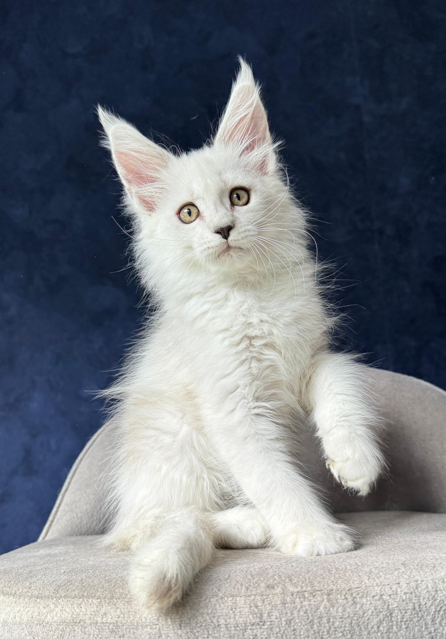 Casper, a silver Maine Coon kitten from one of our trusted European breeders