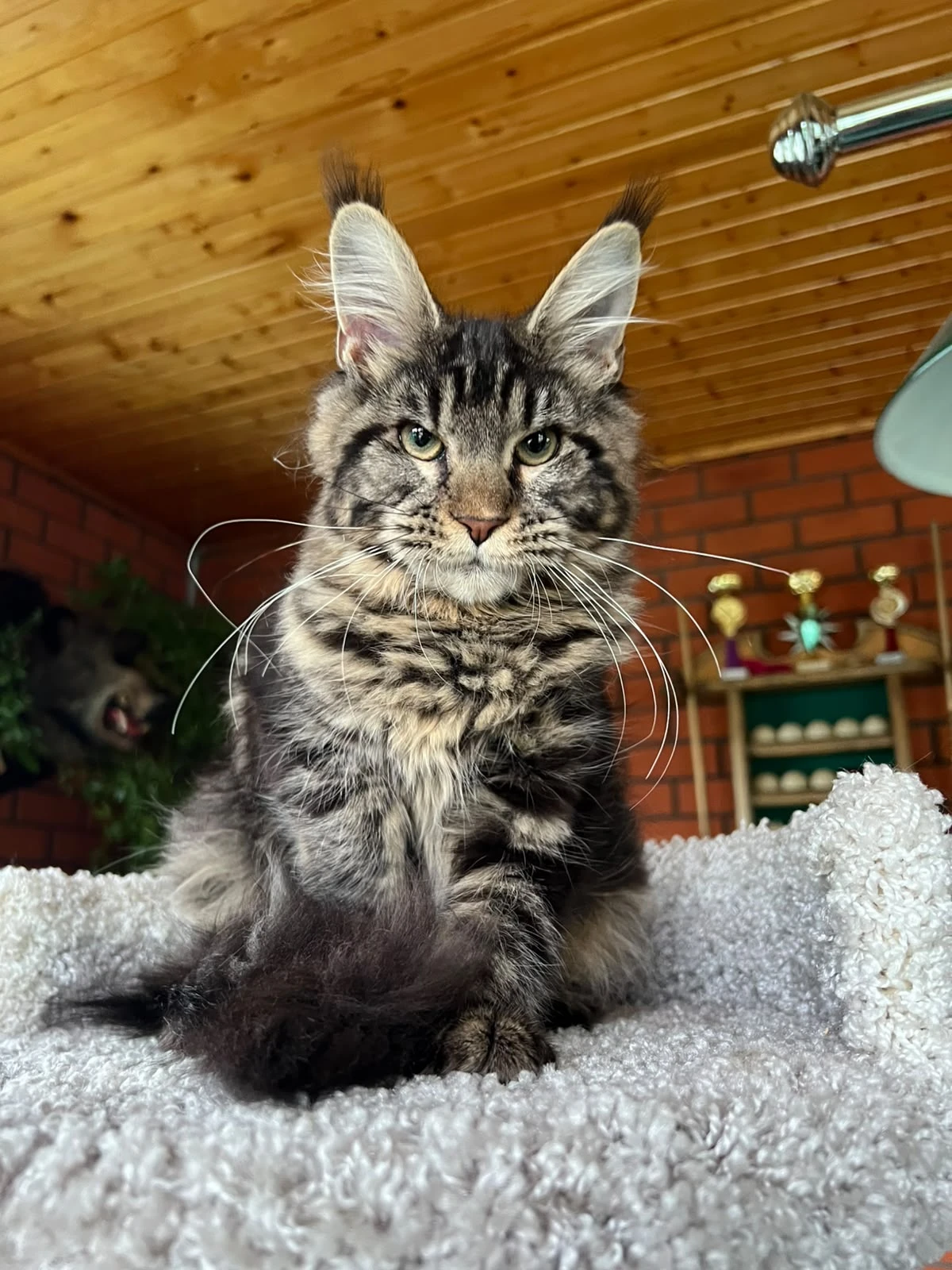 Flora, a black classic tabby Maine Coon kitten
