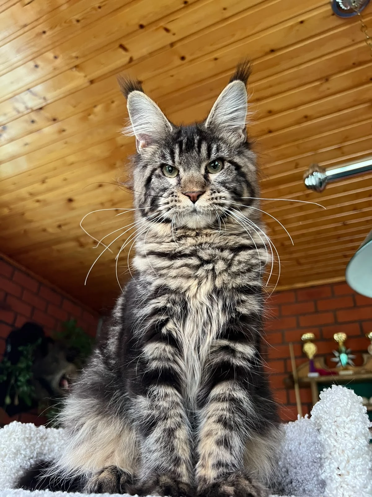 Close-up of Flora’s classic tabby markings