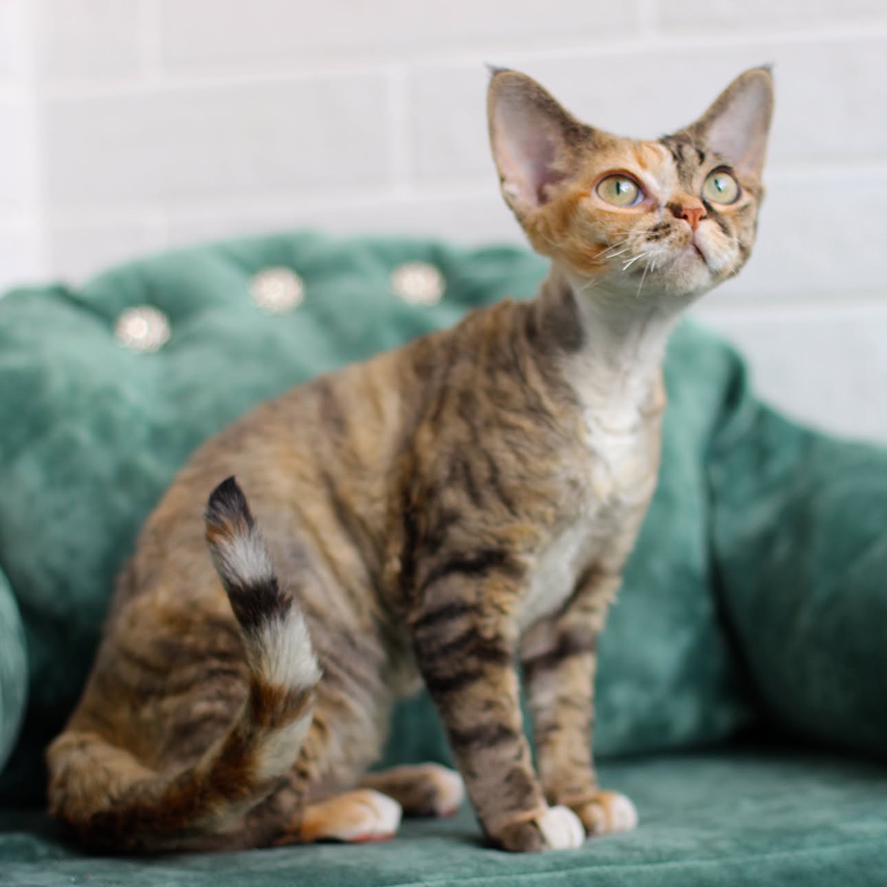 Helen, a Devon Rex kitten