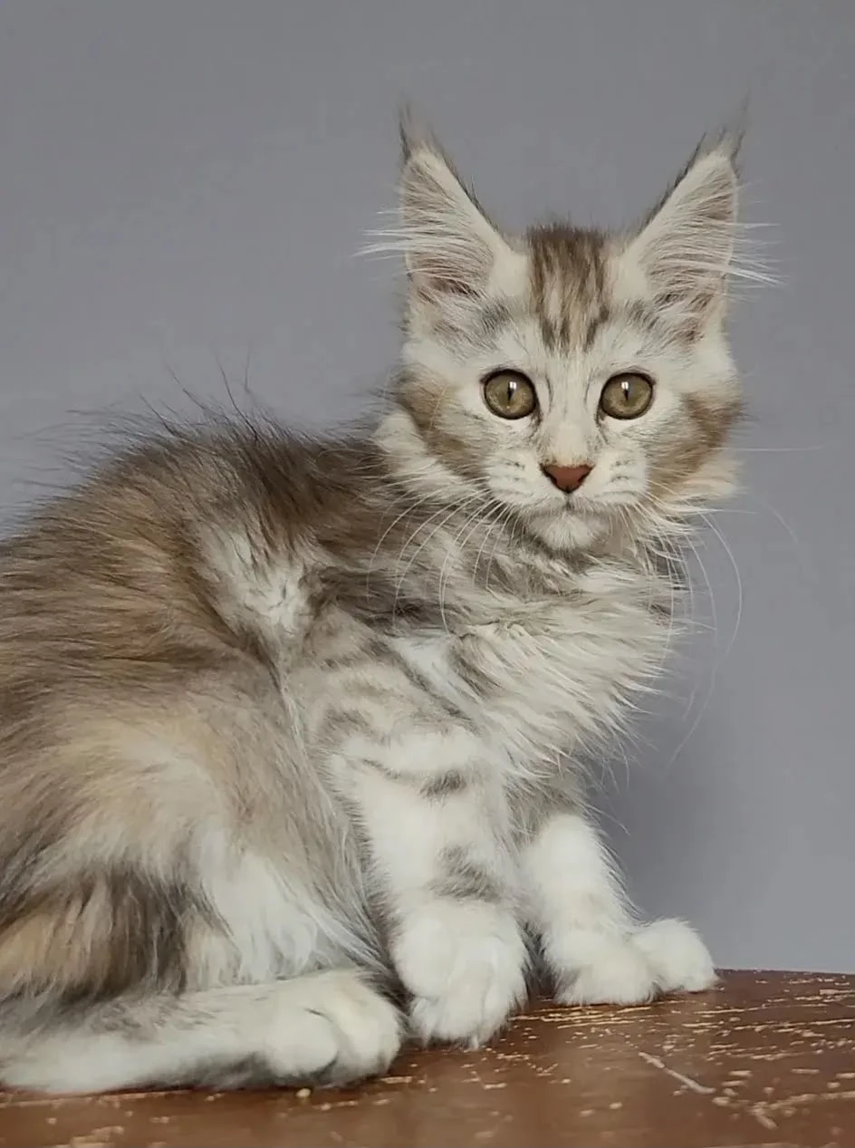 Helga, a black silver tortie classic tabby polydactyl Maine Coon girl
