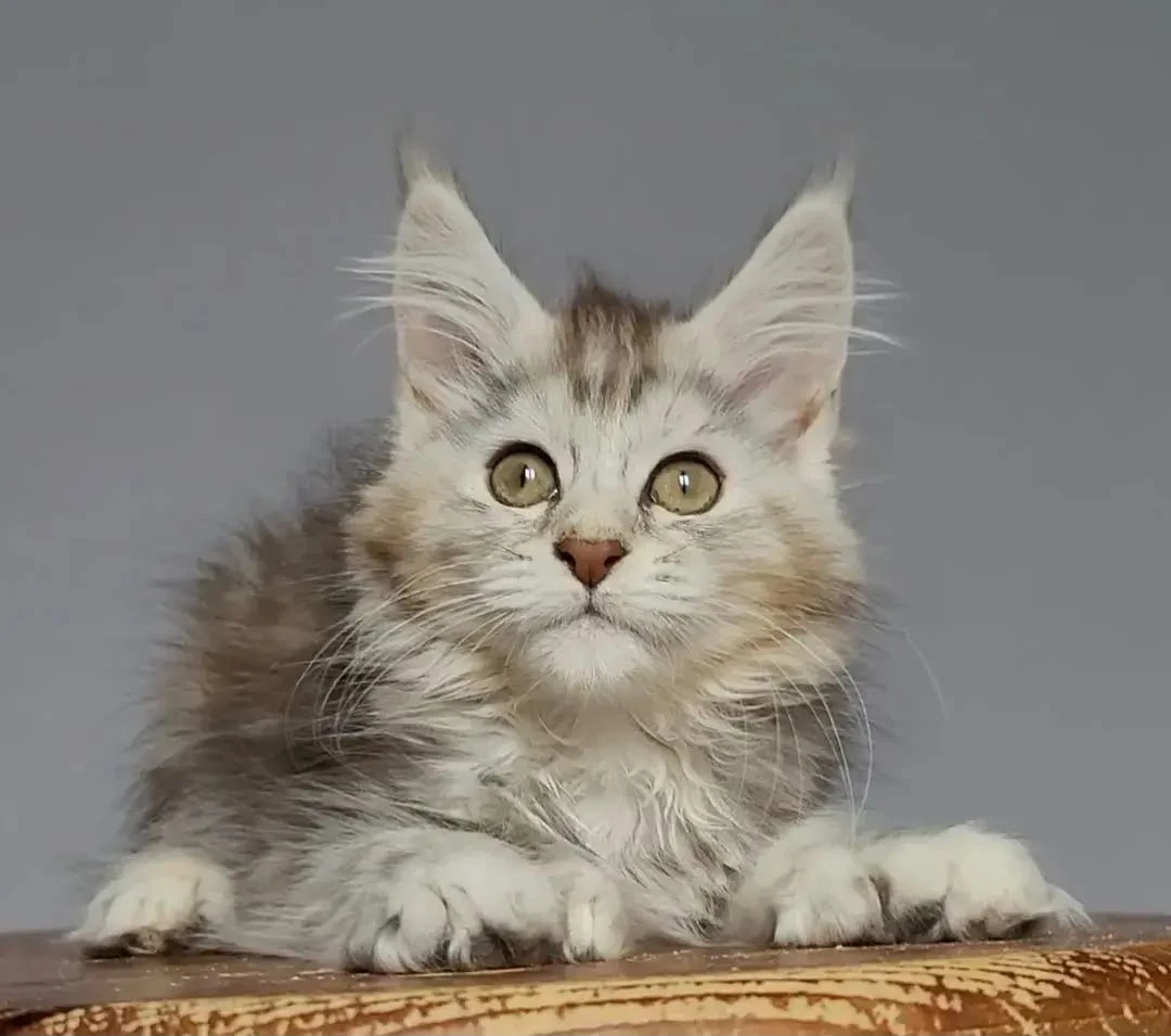 Close-up of Helga’s classic tabby markings