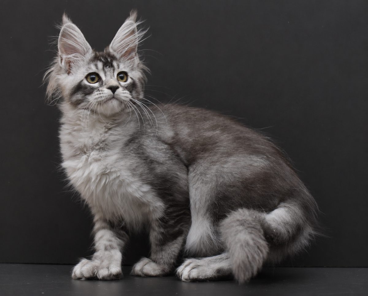 Kalila sitting for a portrait