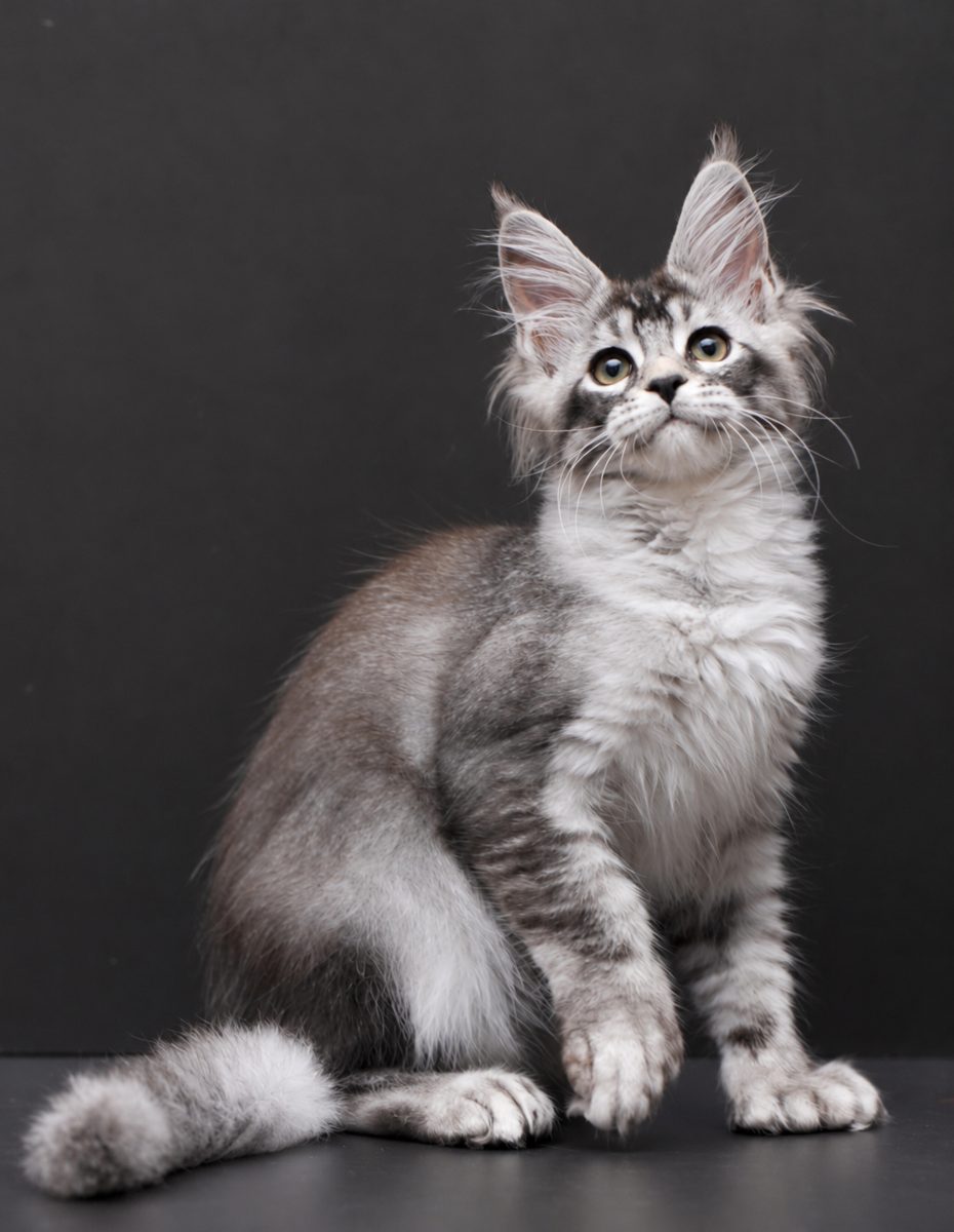 Kalila, a black silver ticked tabby polydactyl Maine Coon kitten