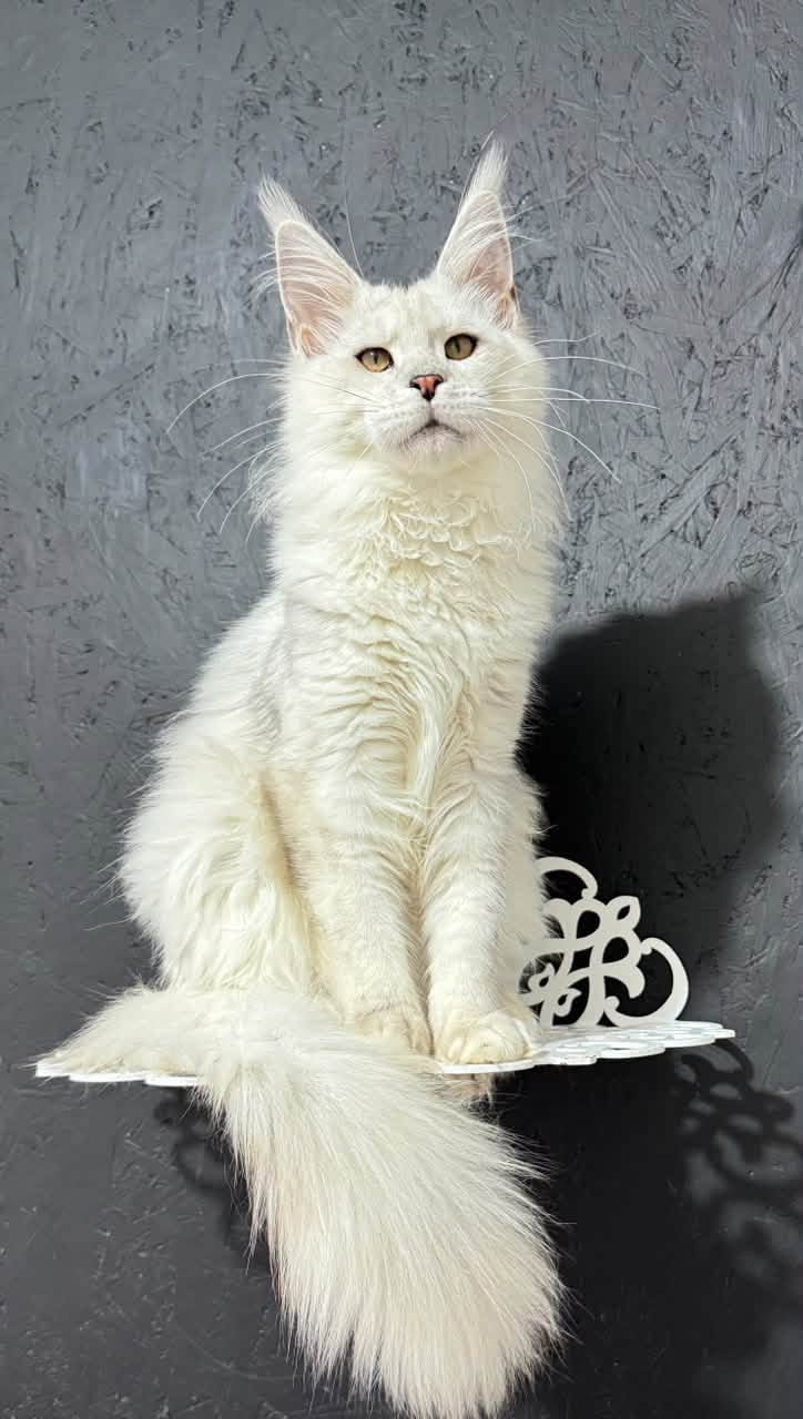 Nimbus, a Maine Coon with a black silver shaded coat