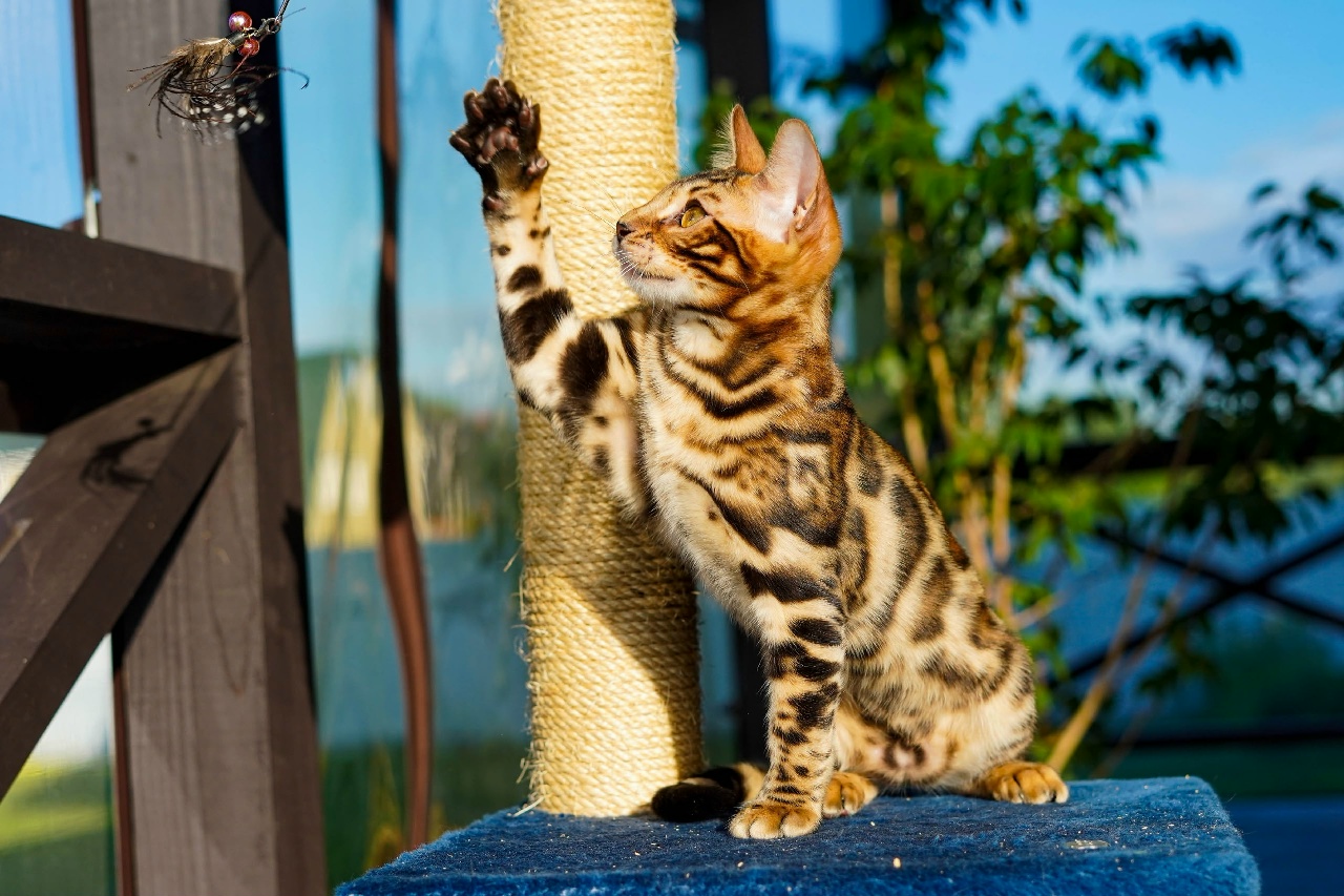Orion playing with a feather toy
