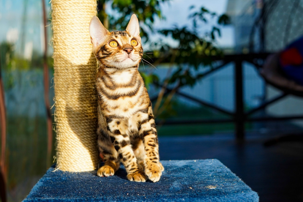 Orion, a brown rosetted Bengal kitten