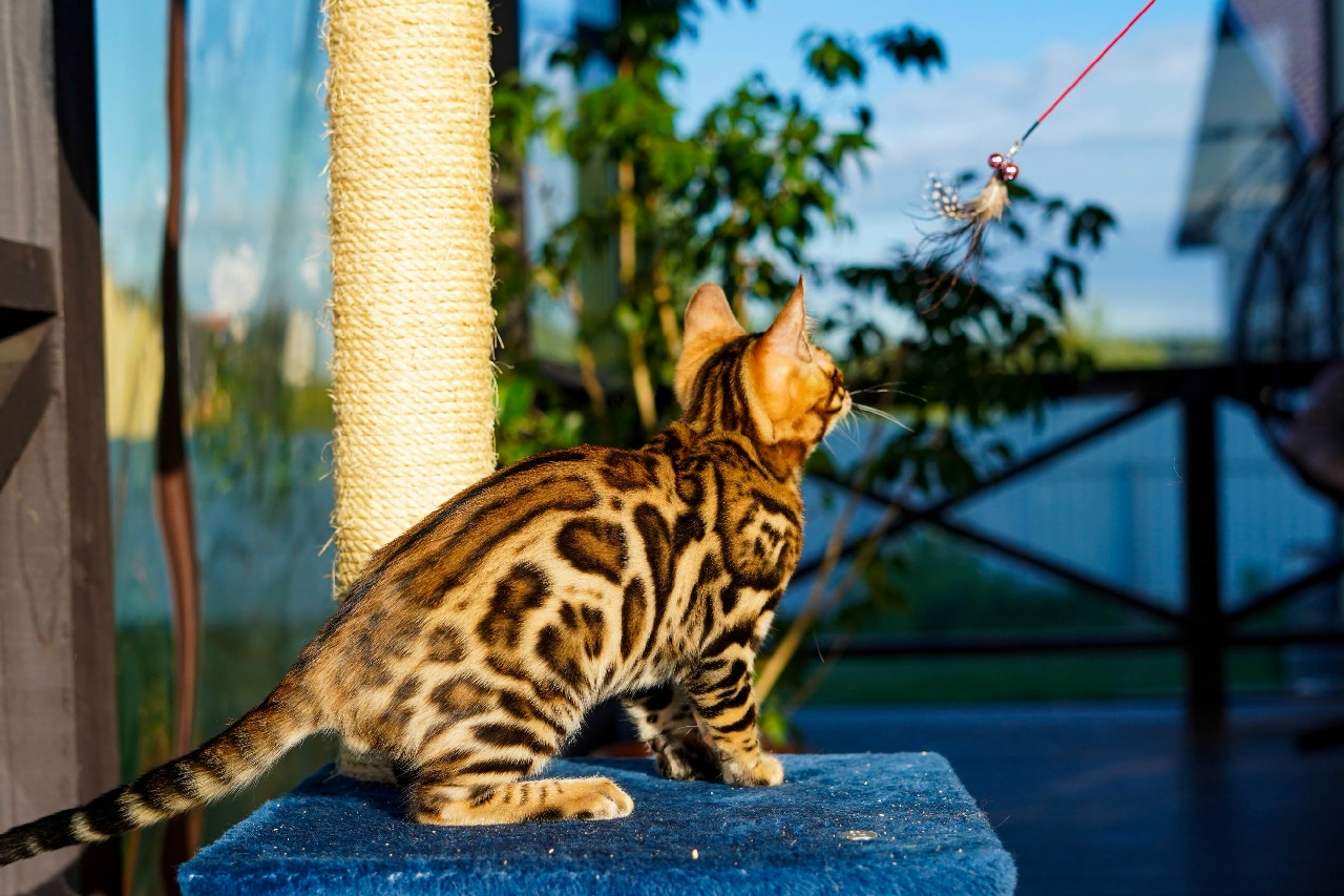 Side profile of Orion's bold rosettes