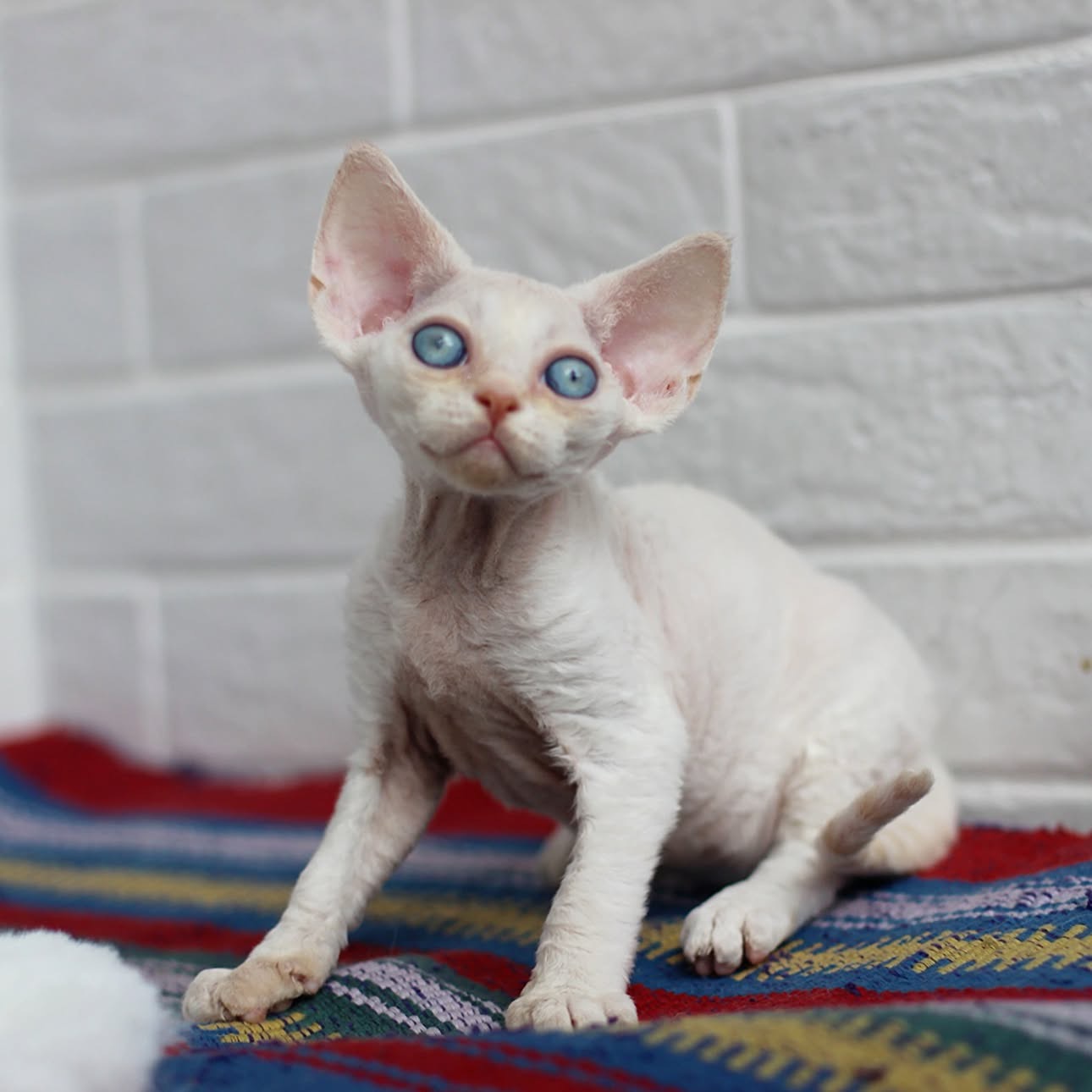 Pearl, a cream Devon Rex kitten