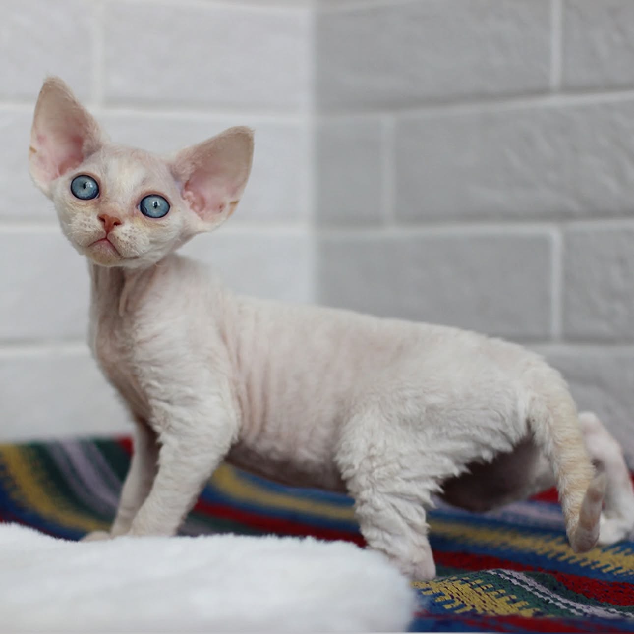Pearl sitting for a portrait