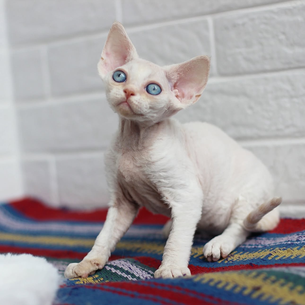 Pearl resting for a portrait