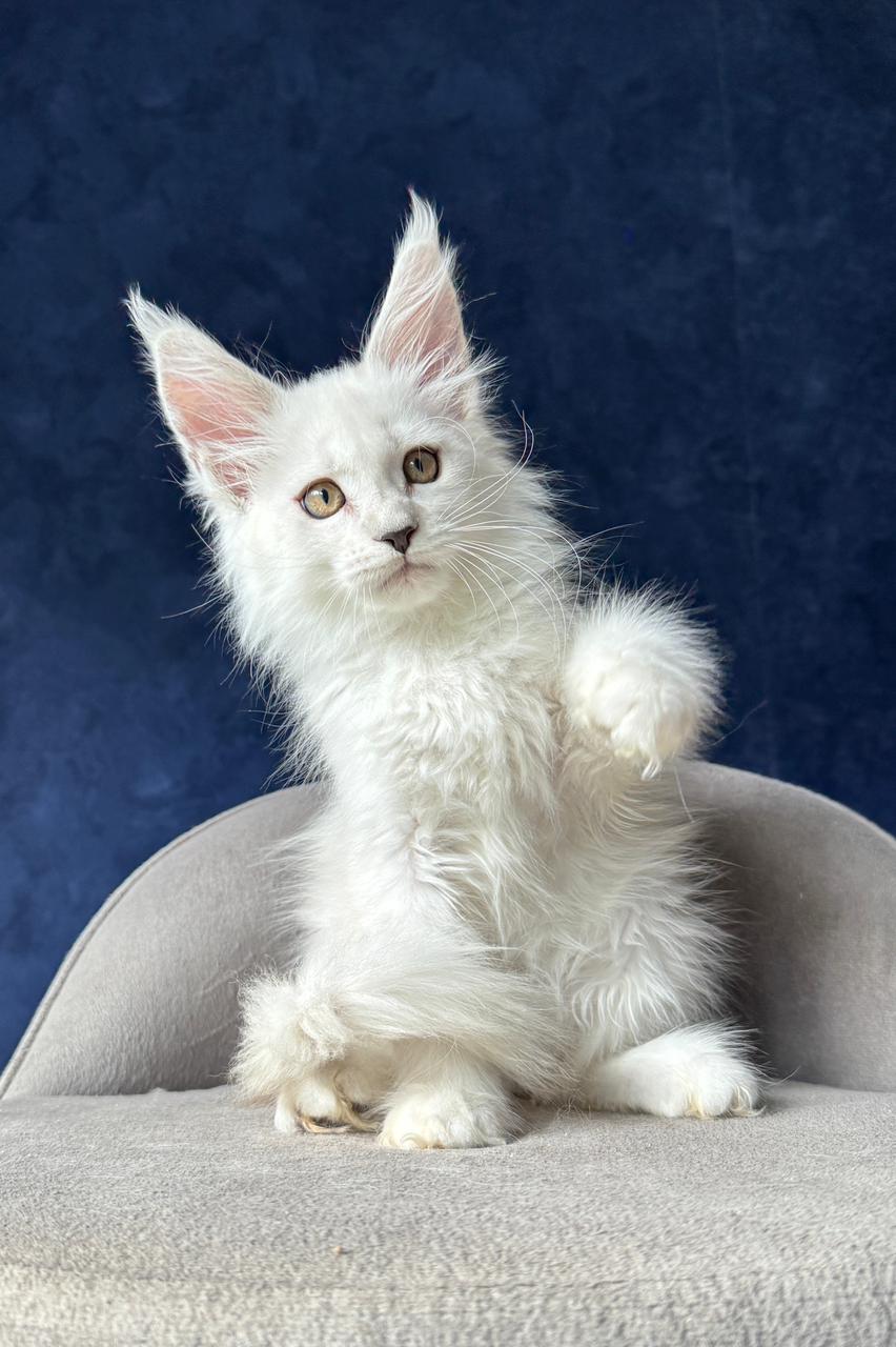 Ray, a Maine Coon with a black silver shaded coat