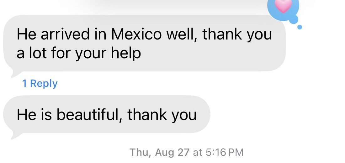 A client message confirming their Bengal kitten arrived safely in Mexico