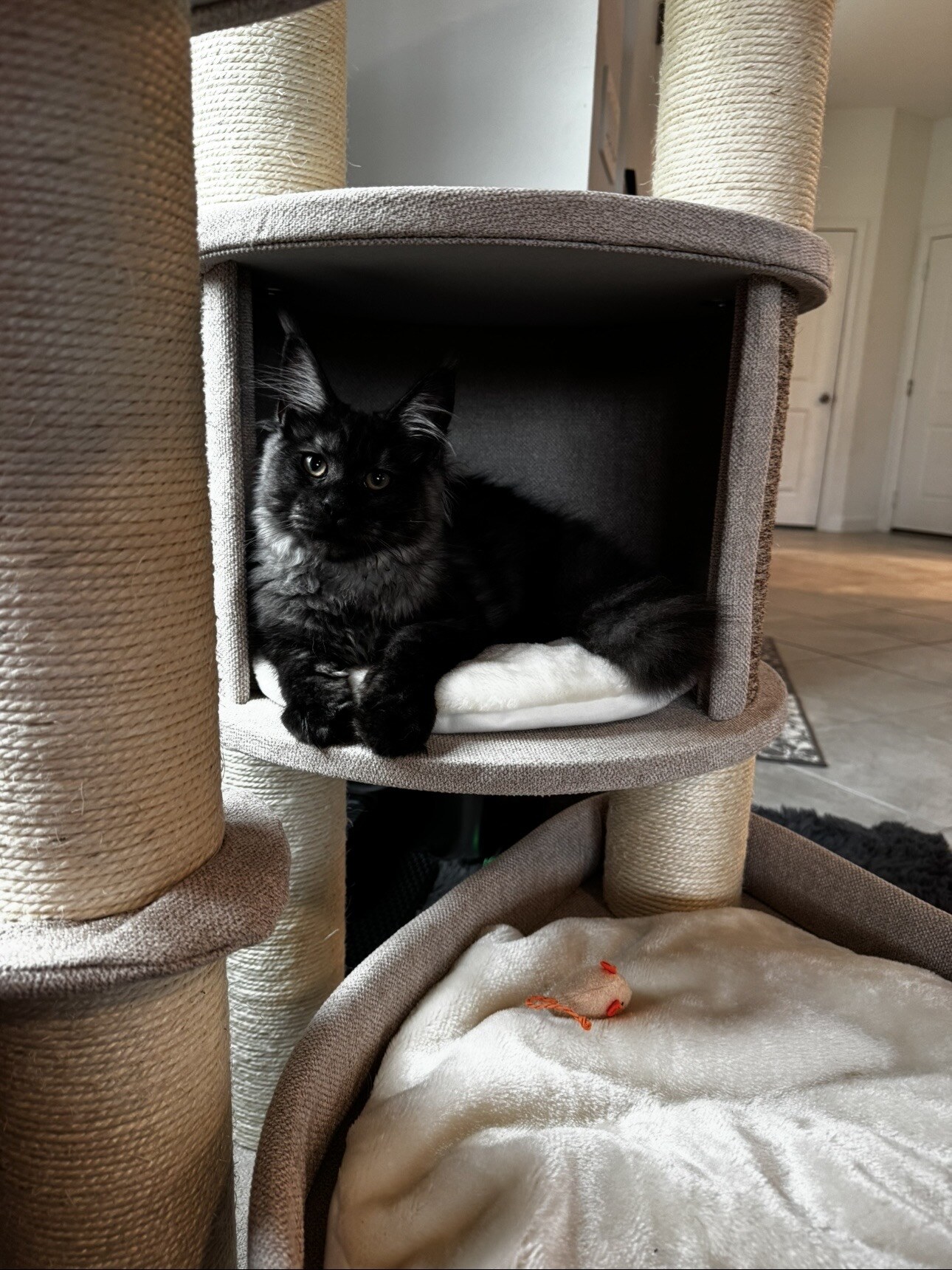 The second Maine Coon boy at home