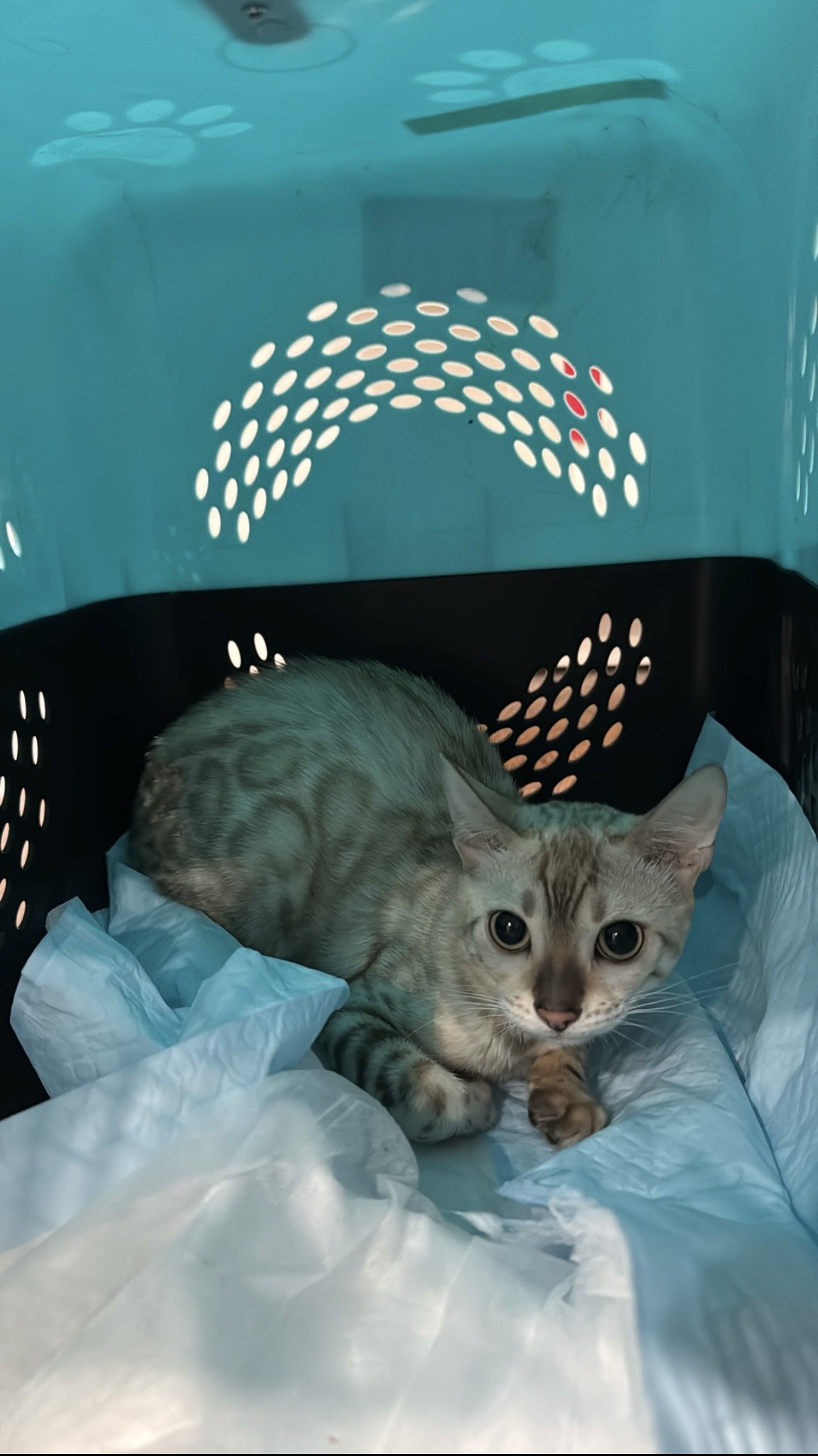 A kitten arriving safely in a travel carrier after a cargo flight