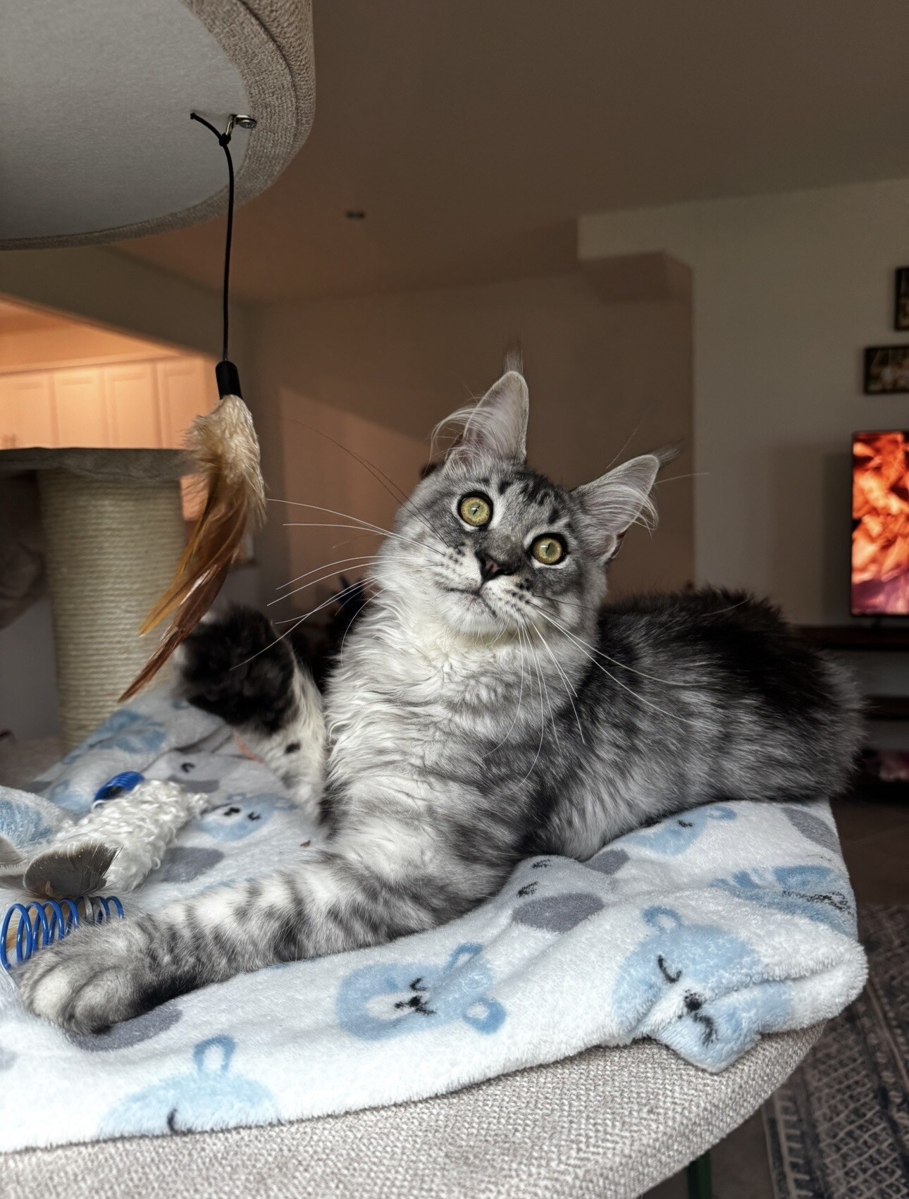 One of two Maine Coon boys at home