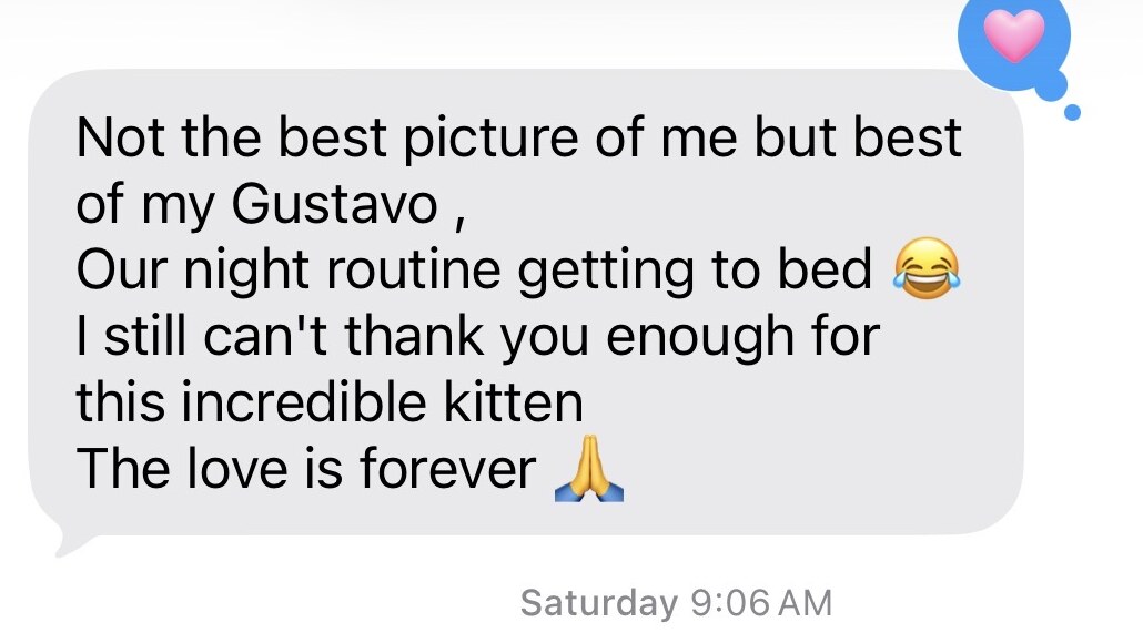 A client message saying they cannot thank European Kittens enough for their incredible kitten Gustavo