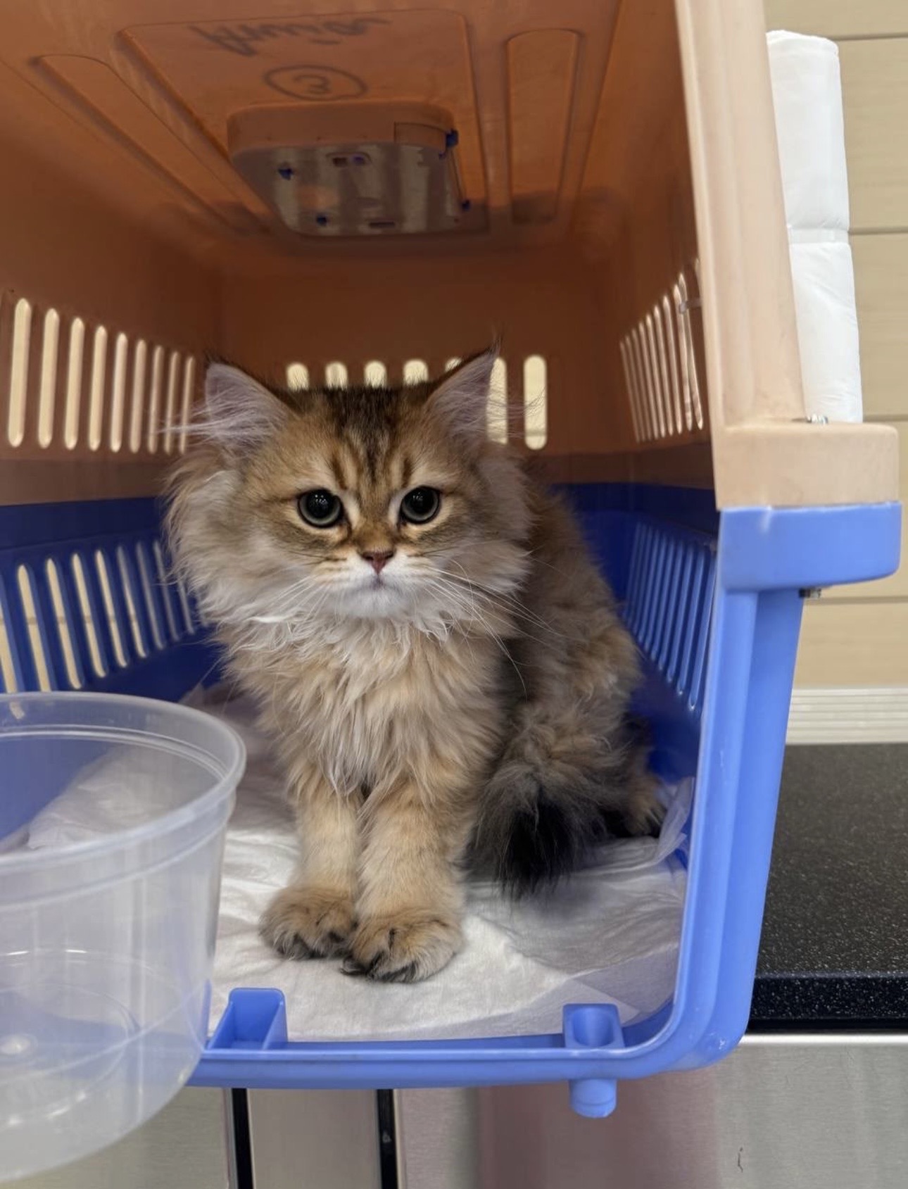 A kitten relaxing safely at home