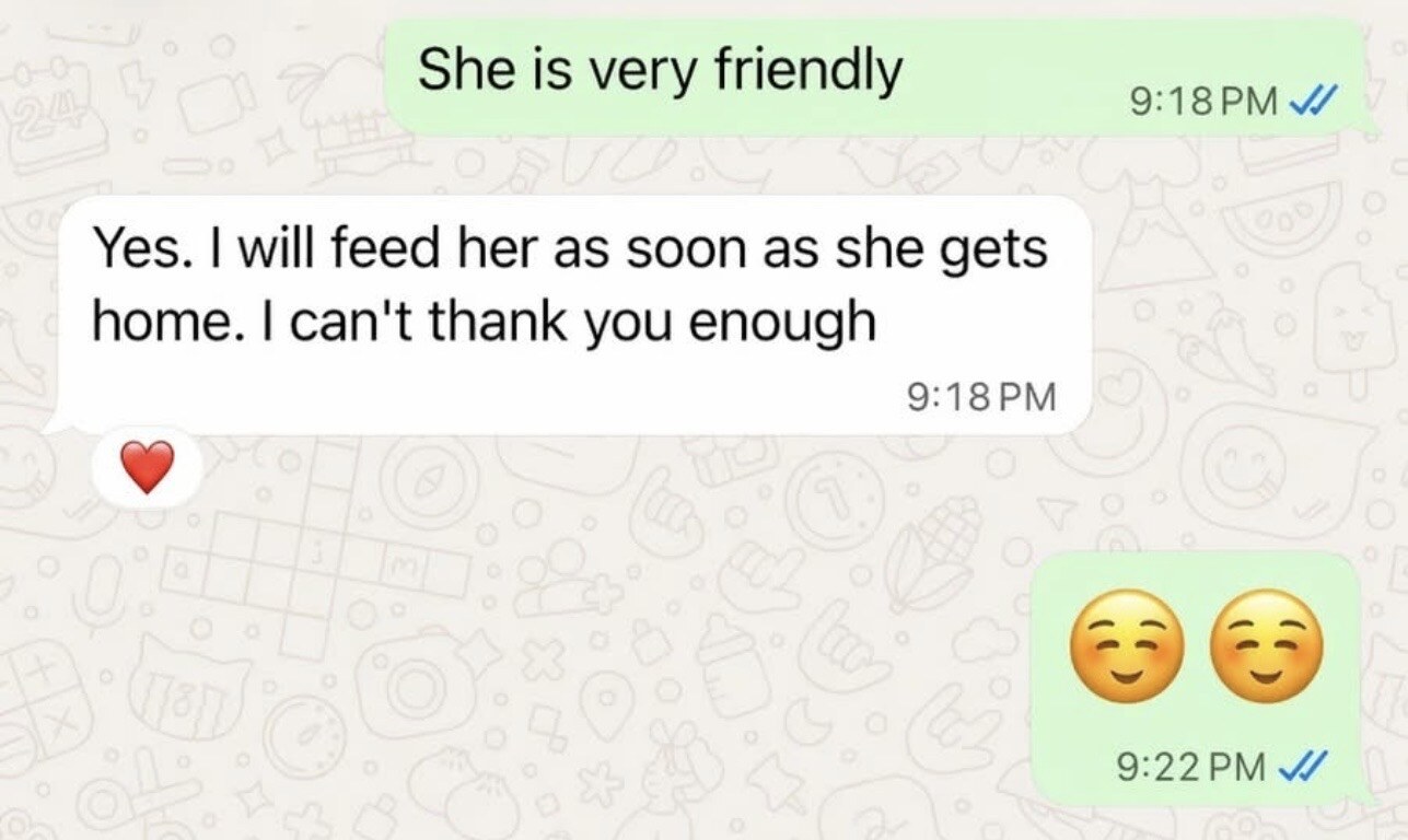 A client message saying they cannot thank European Kittens enough