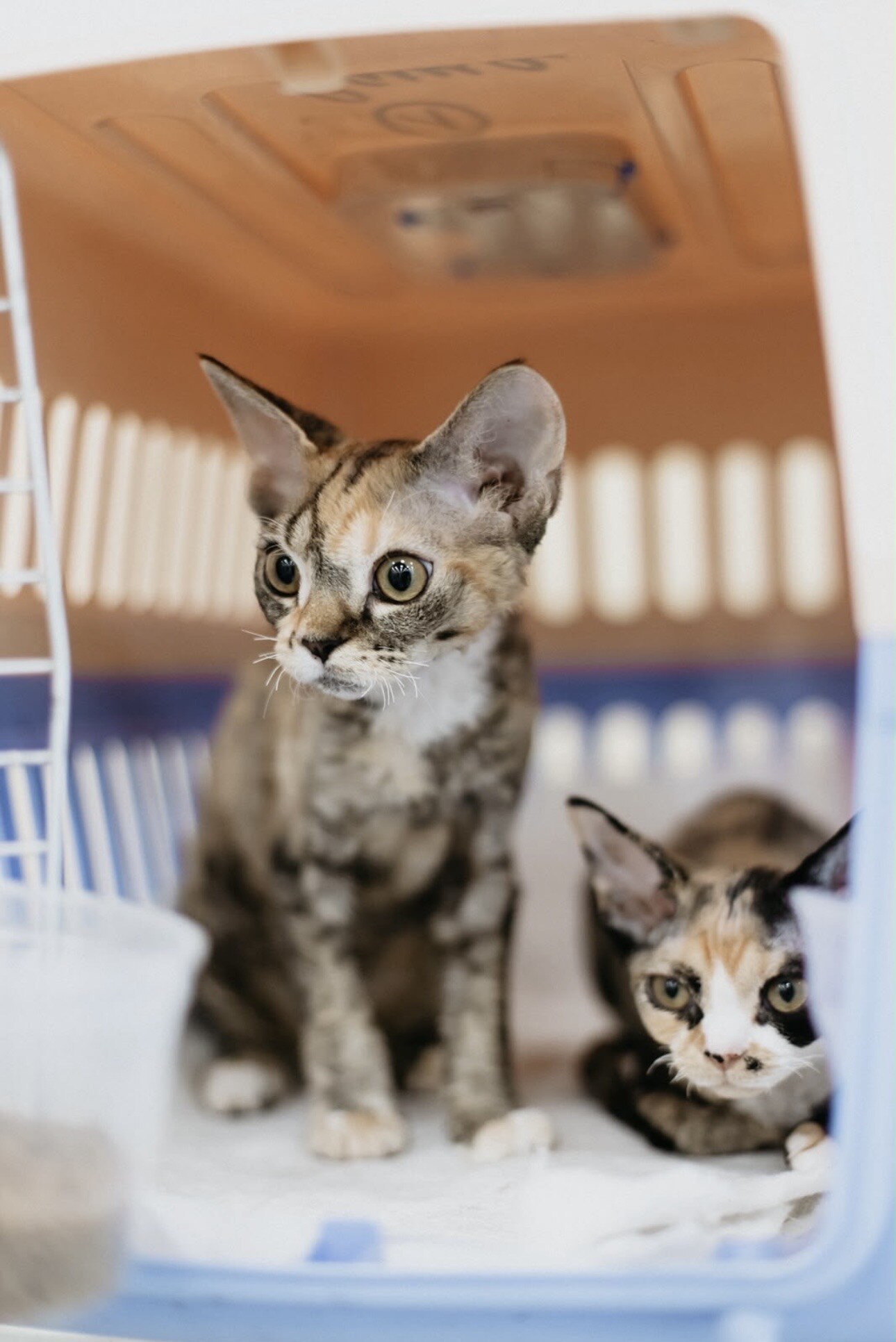 Two Devon Rex kittens settling into their new home together