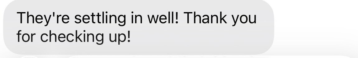 A client message saying their two kittens are settling in well