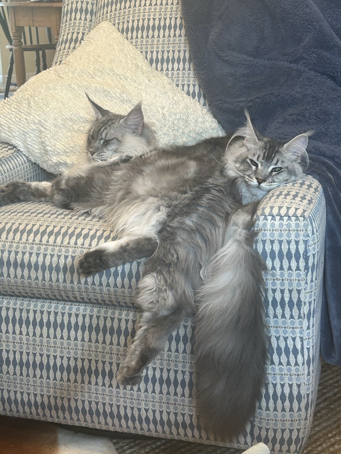 Two Maine Coon siblings relaxing together in their new home