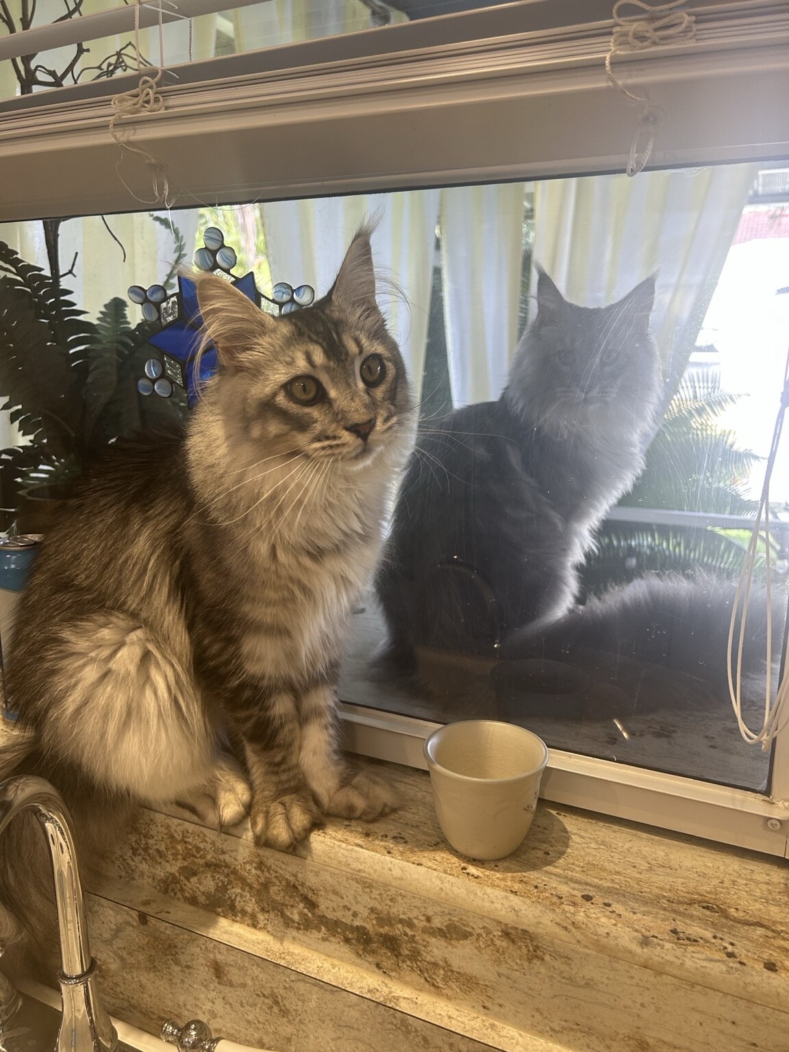 Two Maine Coon siblings exploring their new home