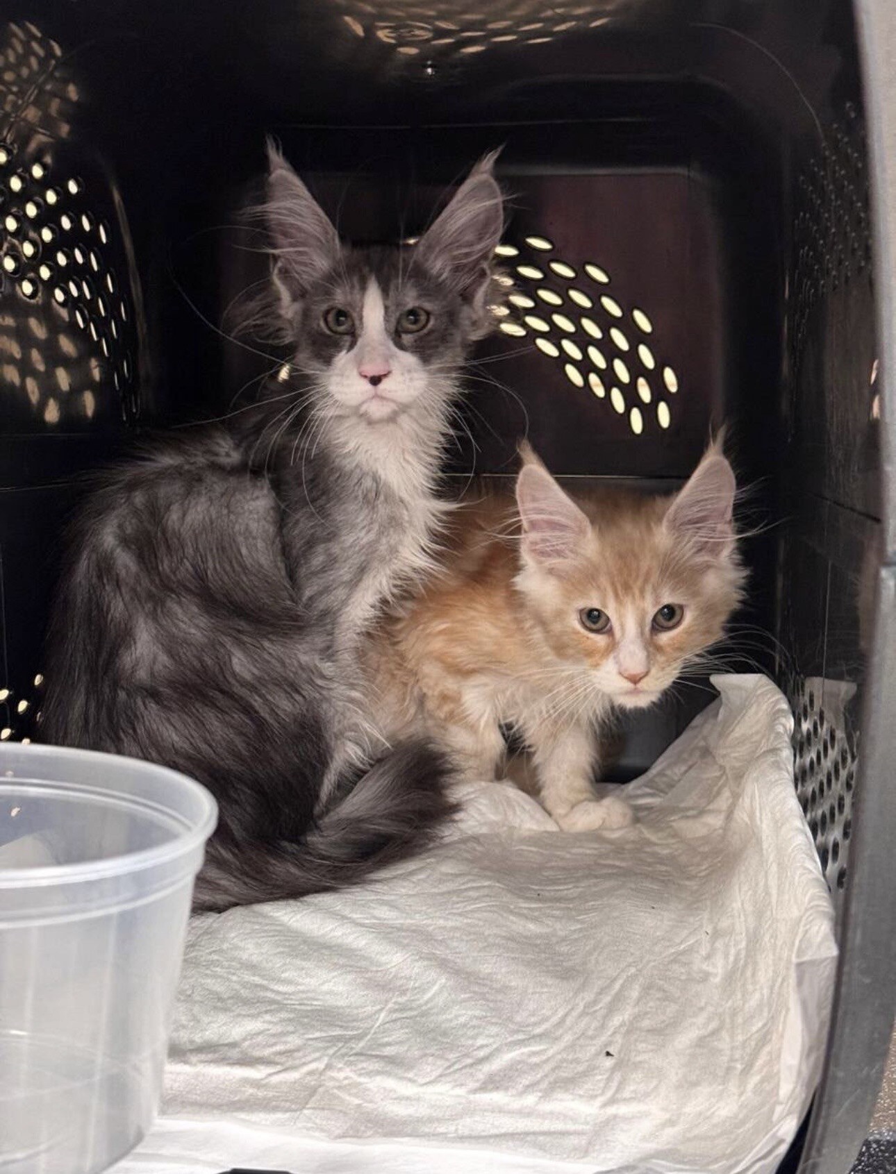 Two kittens safely together at airport pickup