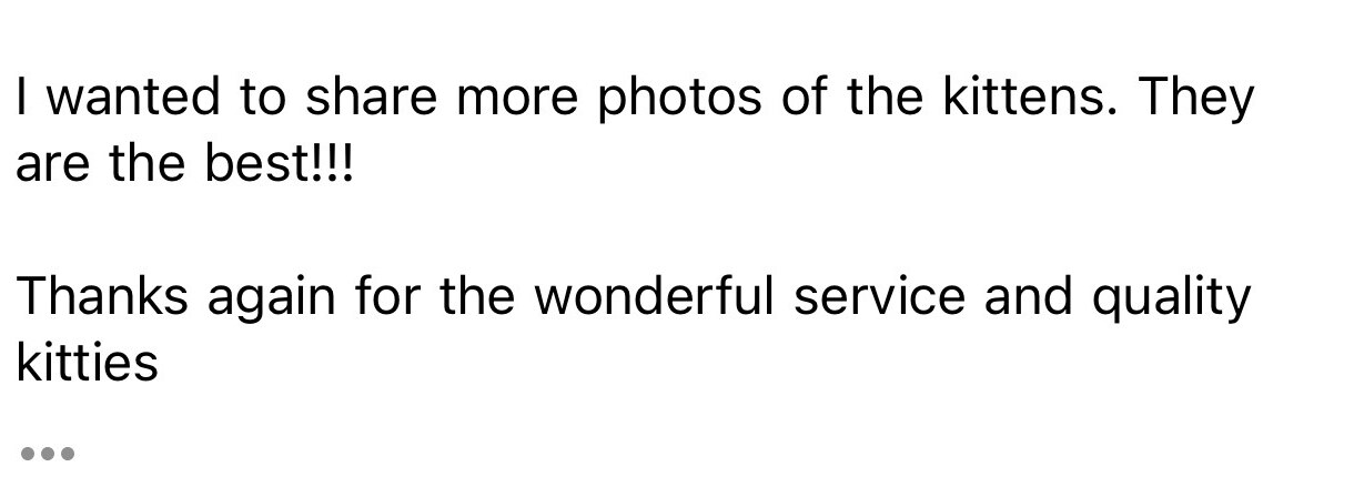 A client message praising the wonderful service and quality kittens