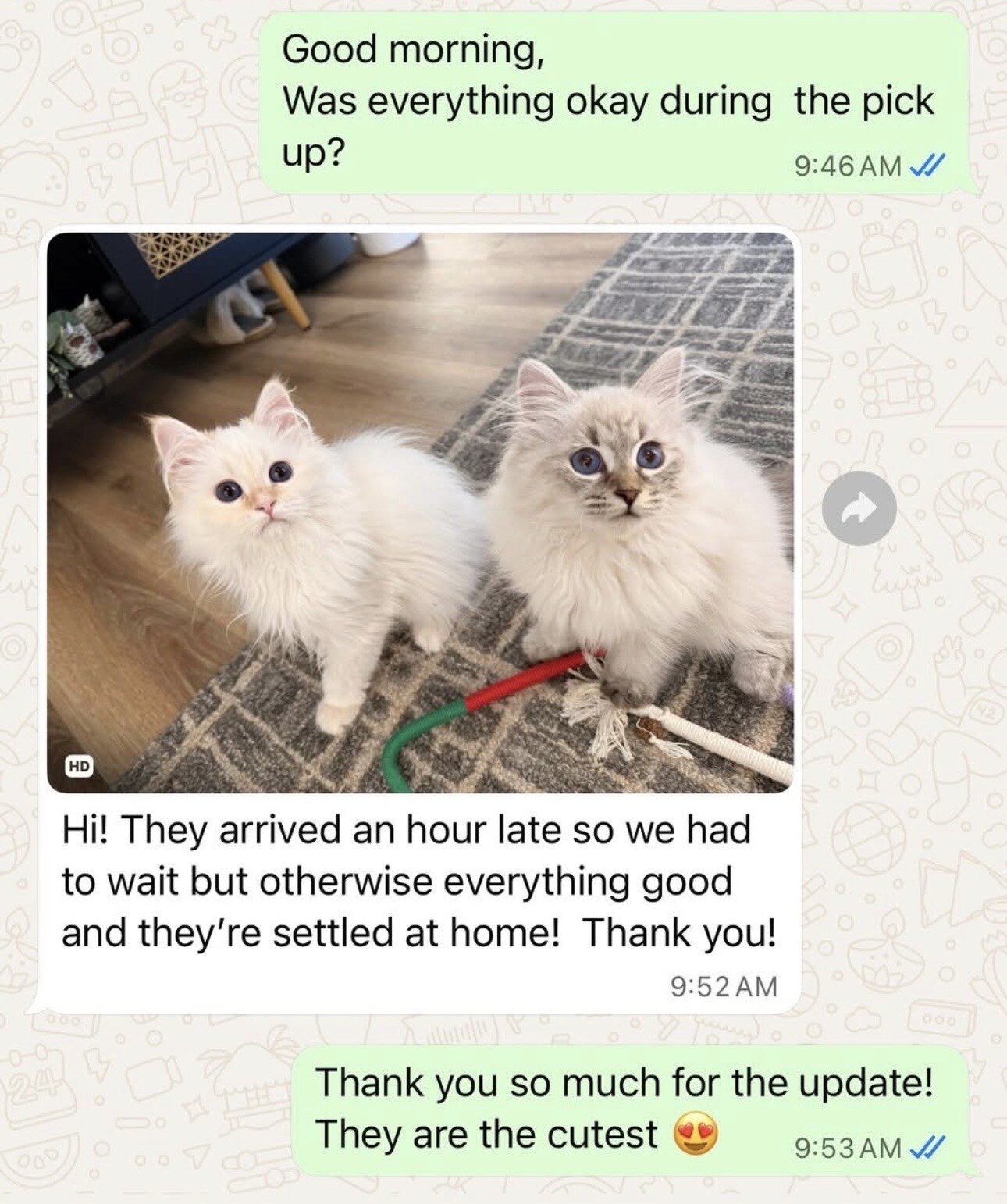A WhatsApp review showing two kittens settled happily at home
