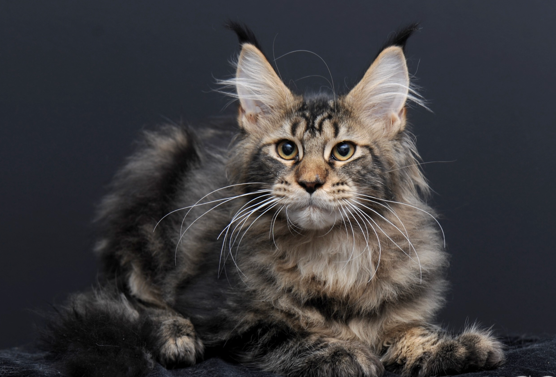 Sammy, a black classic tabby Maine Coon kitten