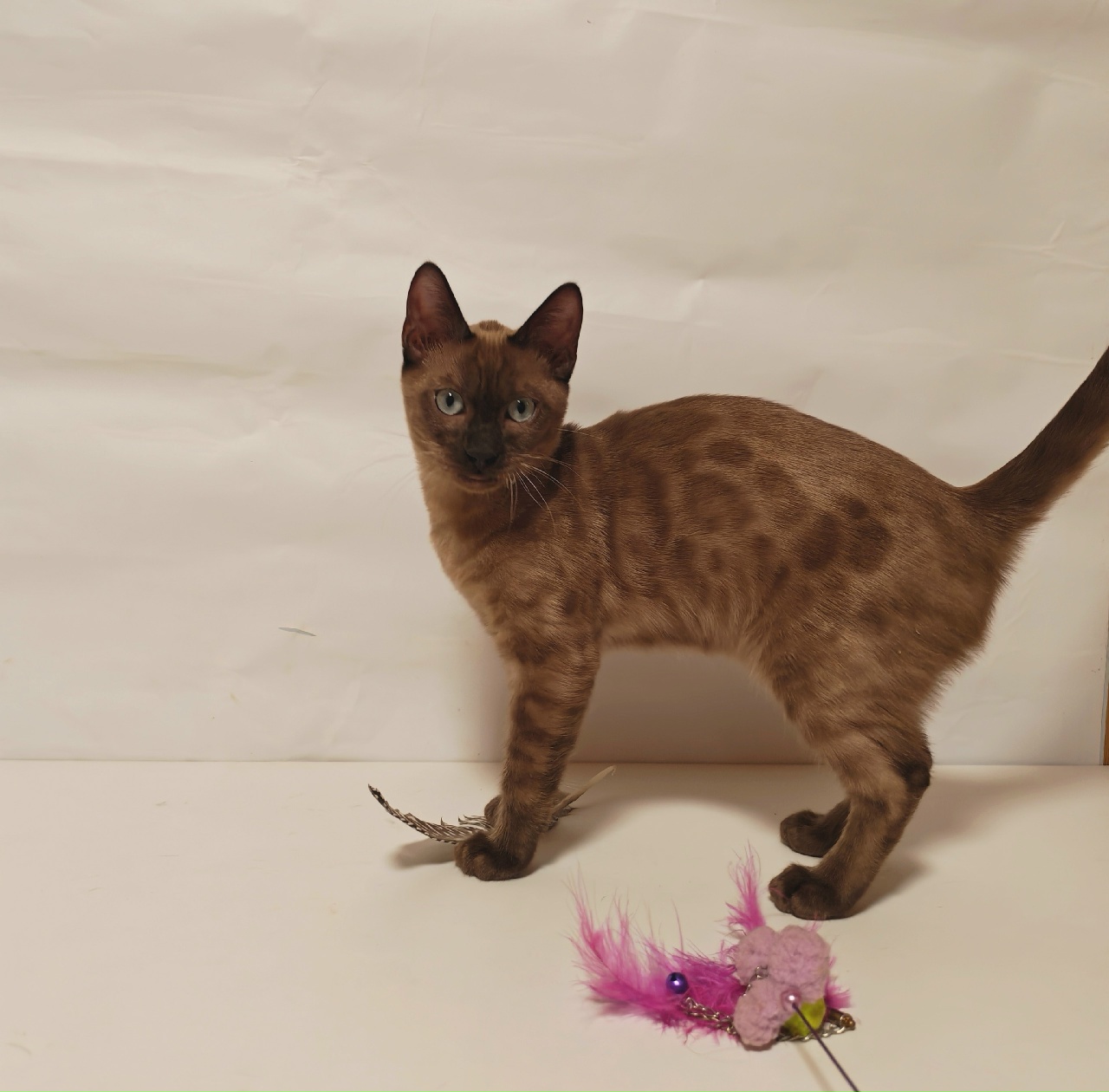 Full-body photo of Skye