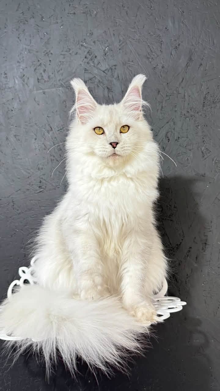 Sylvie, a Maine Coon with a black silver shaded coat